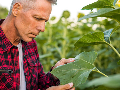 Profissional analisando plantação. Deveras esta ou aquela situação e oposição alternadas, criaram muitas dificuldades e atrasos, ou ainda uma desvalorização de médio e longo prazo