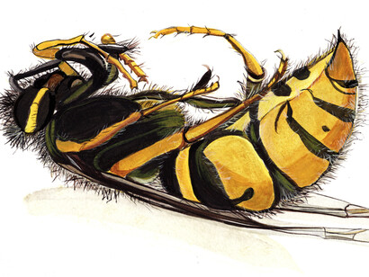 The Wasp – egg, tempera painting on paper
Medium: egg tempera on paper, size 15cm High x 25 cm wide, Year:  2015