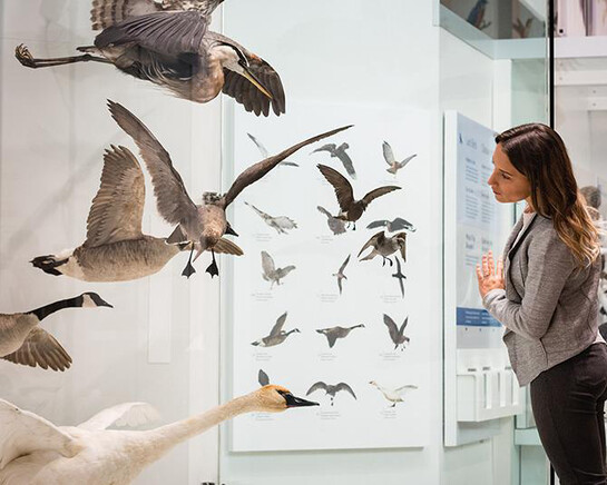 Bird Gallery. Courtesy of Canadian Museum of Nature 