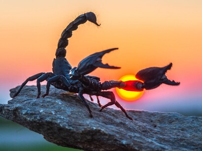 Este escorpião que aproveita os últimos raios de sol do dia, simboliza a mudança radical e renascimento do poder pessoal regenerativo