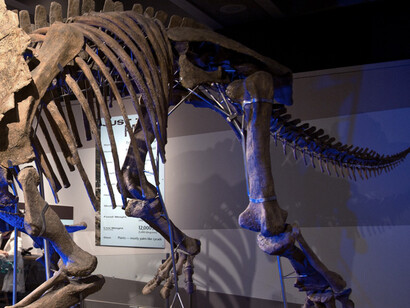 Colossal Fossil. Courtesy of Museum of Science 