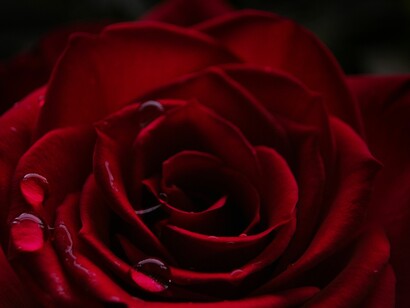 Una rosa es una rosa es una rosa