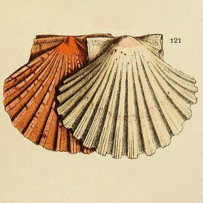 Coquilles Saint-Jacques. Elles émettent une onde de forme naturelle qui leur est propre © Cité de la culture de la Galicie, Espagne