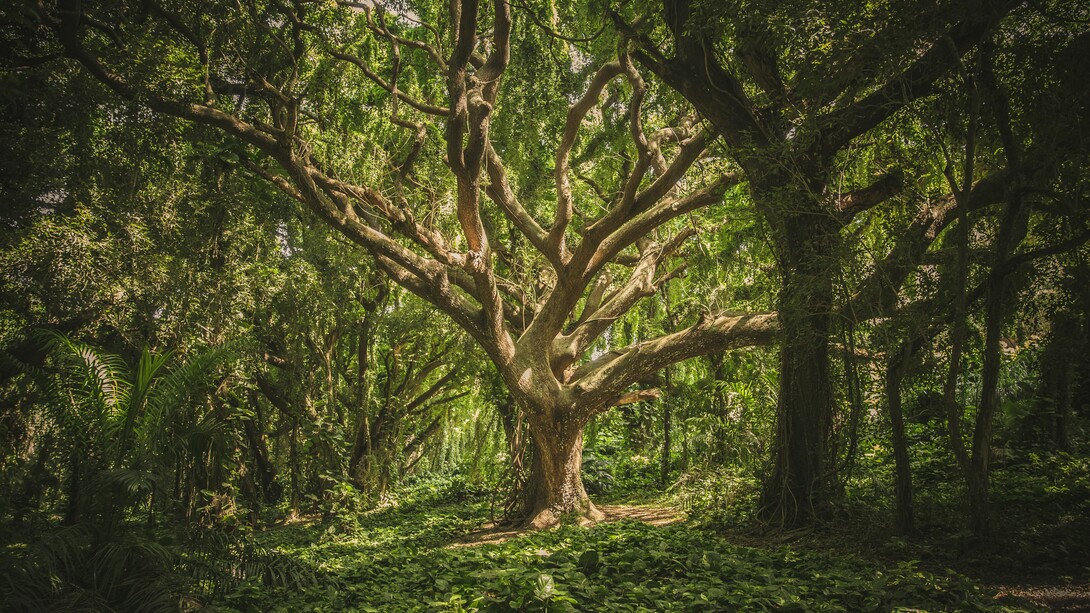 La vegetazione è fondamentale per la salute della Terra