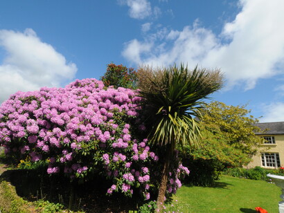 Scorci del giardino Hunter’s Hotel con le fioriture della gialla Azalea mollis e di un rododendro che ha più di 70 anni. Foto di Enzo Valenti