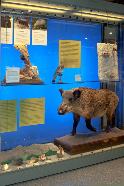 Fauna del Parque Nacional de la Sierra de Guadarrama. Courtesy of Museo Nacional de Ciencias Naturales
