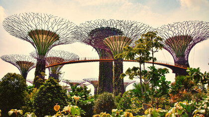 Symbol of Singapore and its efforts to promote green space, these “Supertrees” belong to a display at the 250-acre Gardens by the Bay