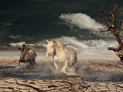 Gli animali e la siccità