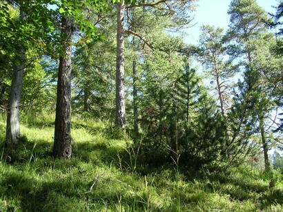Un bosco di Pino silvestre