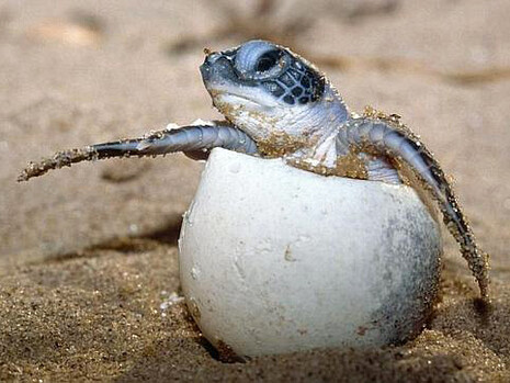 ¿Qué vomitaba el océano?, ¿qué dejaba en la arena?, ¿qué devolvía a los seres de la tierra para que comprendieran el valor de su inmundicia?