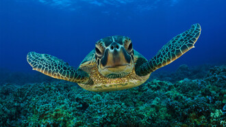 Chelonia mydas