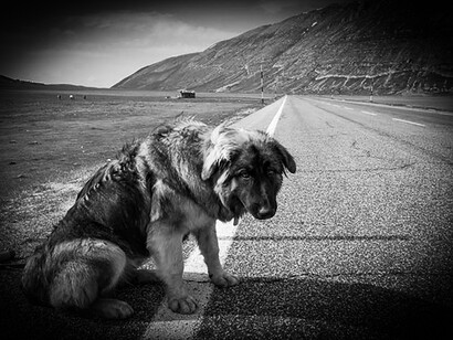 Abandon des animaux. Pour peu qu’ils aient vagabondé des jours, des semaines voire des mois, bien souvent ils arrivent dans les refuges au bout du rouleau, épuisés, affamés, et surtout anéantis émotionnellement