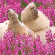 Canada Goose Arctic Gallery. Courtesy of Canadian Museum of Nature