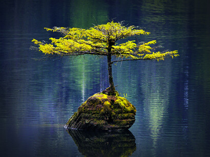 Bonsái natural ubicado en Fairie Lake, Port Renfrew, Canadá