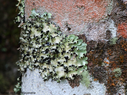Lichen on a tree © Gehan de Silva Wijeyeratne