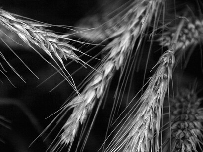 I grani antichi sono quei cereali accomunati dalla caratteristica di essere rimasti originali e derivanti dalla biodiversità allora esistente