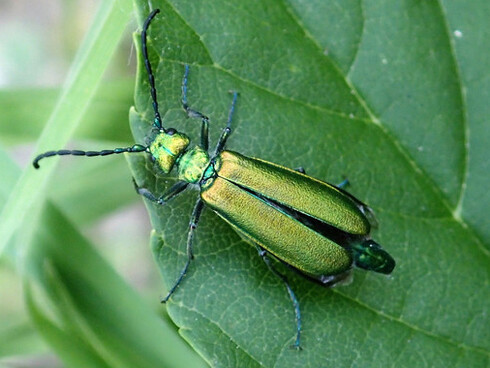 Cantaride (Lytta vesicatoria)