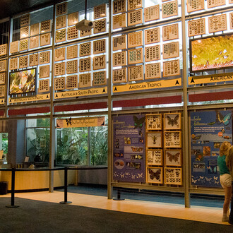 Indoor Butterfly Exhibits. Courtesy of Florida Museum of Natural History