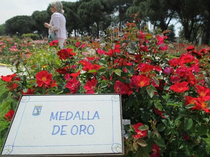 Madrid. MEdalla de oro en el "Concurso Internacional de Rosas Nuevas Villa de Madrid" en la rosaleda del Parque del Oeste