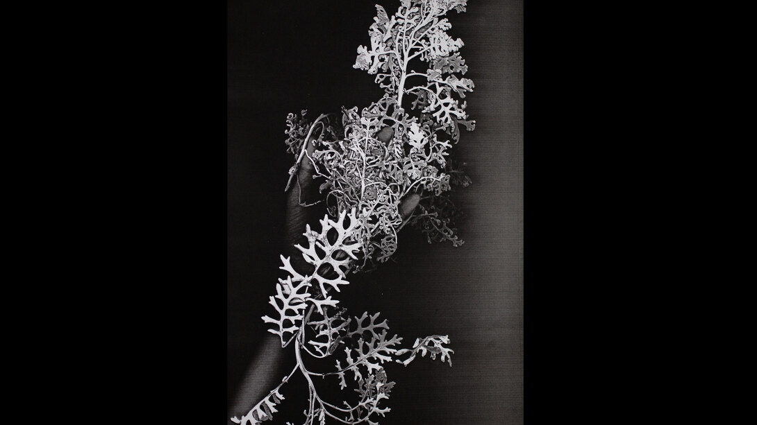 Nature des profondeurs. Courtesy of Alberta Pane gallery