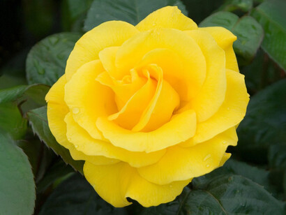 Las rosas amarillas son ideales para celebrar el júbilo de una amistad o de un encuentro