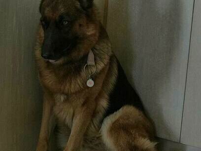 Moly looks alert and majestic