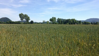Campo di farro in coltura biologica