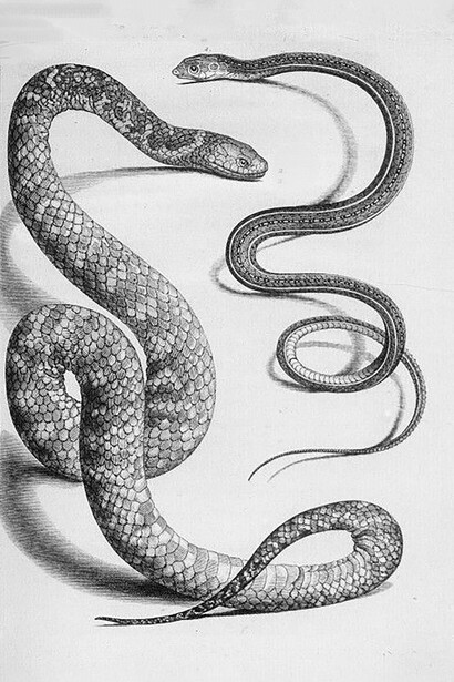 Le serpent. Il est toujours possible de le voir dans les étendues d'eau calme, dans les cours d'eau, dans l'océan