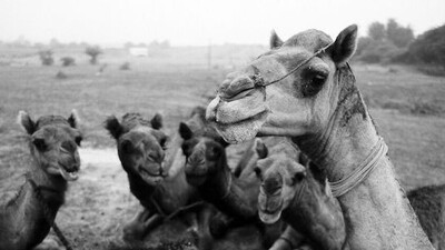 Camel. Courtesy of Pitt Rivers Museum