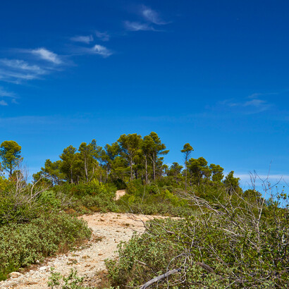 Sentiero del pellegrino con scorcio sulla vegetazione