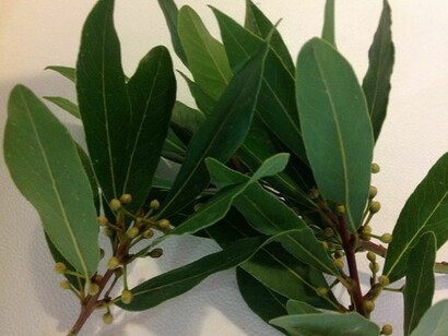 Medicinal herb