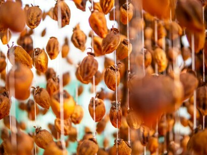 Essiccazione kaki giapponese. I frutti dopo la raccolta ancora immaturi vengono privati della buccia, appesi al picciolo e mantenuti in un ambiente areato caldo affinché diventino secchi