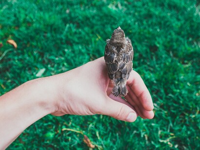 Há etapas mais sutis em nosso desenvolvimento que escapam ao olhar incauto