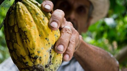 Un agricultor venezolano recogiendo cacao
