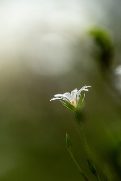An essential part of us is revealed
