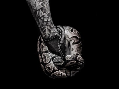 A serpent slithering slowly waiting to attack its pray