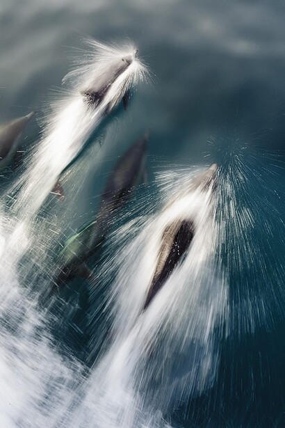 Dança dos Golfinhos
