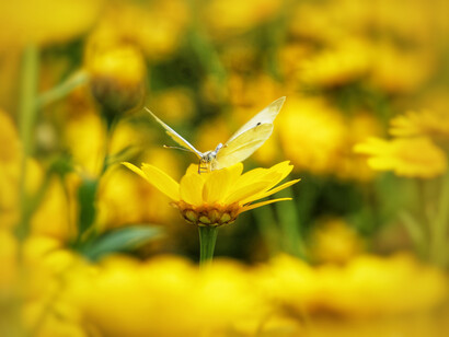In a field of yellow daisies, a yellow butterfly visits