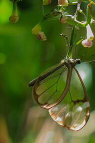 The Crystal Butterfly at the Orquigonia ecological reserve, ph. Willy Castellanos