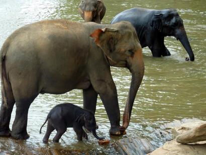 Pinnawala Elephant mum and baby