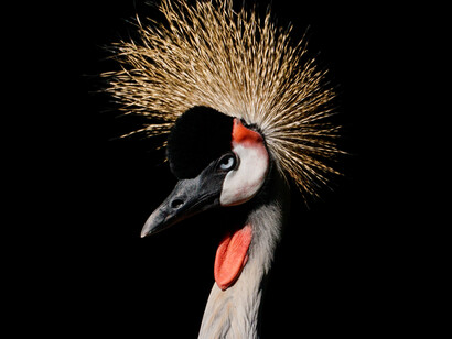 In natura troviamo esempi in cui c’è un giusto rapporto tra individuo e società