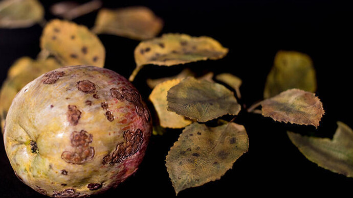Glass Flowers. Courtesy of Harvard Museum of Natural History 