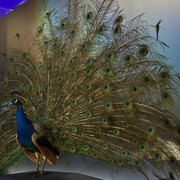 La nature sous toutes ses couleurs, vue de l'exposition. Avec l'aimable autorisation du ROM