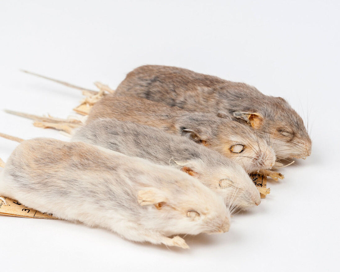 Rare, Beautiful & Fascinating. Courtesy of Florida Museum of Natural History