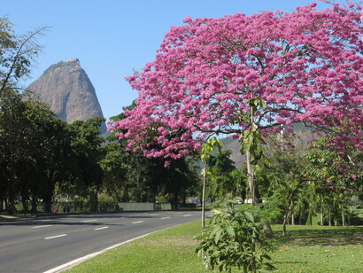 O Parque do Flamengo é uma das maiores obras urbanísticas do brasil, onde Lota de Macedo Soares se destacou por sua visão inovadora de espaços públicos voltados para as pessoas e não para os automóveis