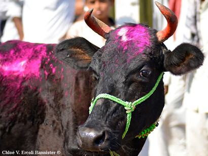A pink painted cow