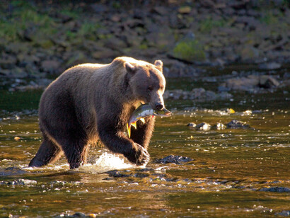 Brown Bear with Salmon in Southeast Alaska.