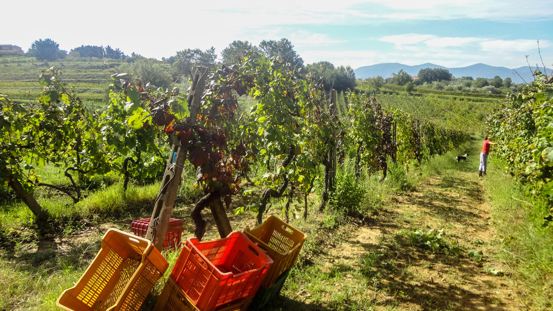 Vineyards in Tuscany