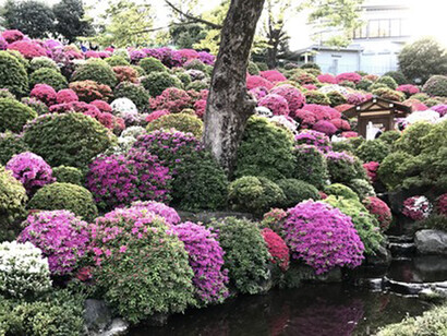 Pond of carps, Nezu Shrine garden © Alma Reyes