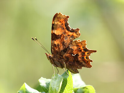 Comma at Hutchinsons Bank © Gehan de Silva Wijeyeratne